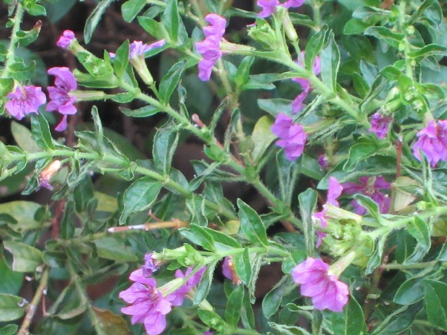 f0088569_11235178.jpg