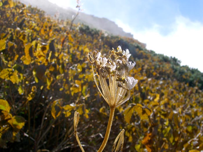 立山登山　２　氷の花_e0164571_15104244.jpg