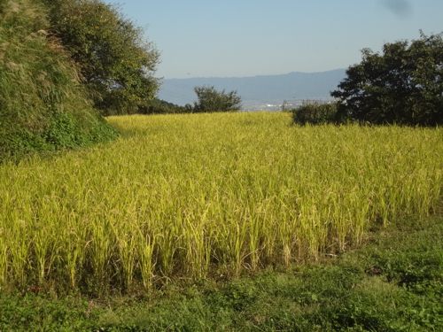 稲刈り前_c0169176_173525.jpg