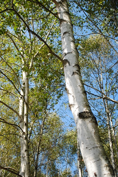 c0171177_20786.jpg
