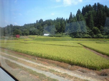 真夏の列島横断旅9 (飯山線/弥彦線/ほか)_b0005281_19444483.jpg