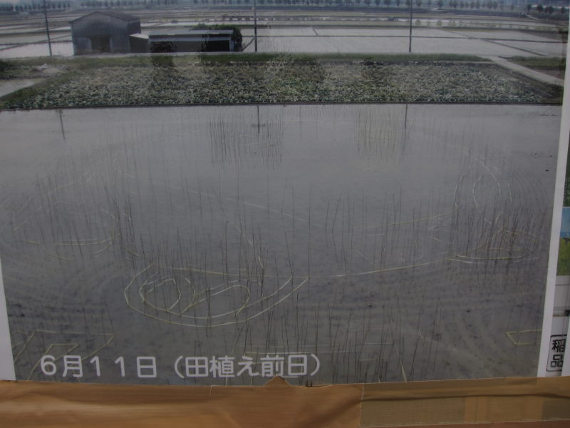 稲穂が実る田んぼにナスカの地上絵を彷彿させるアートが．．．京都国民文化祭・宇治市田んぼアート_e0138081_4371491.jpg