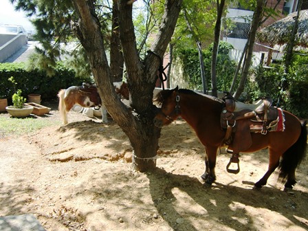 e0172085_59561.jpg
