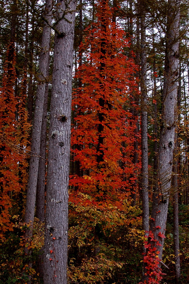 観音沼の紅葉_b0203588_17543369.jpg