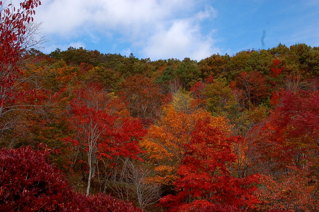 観音沼の紅葉_b0203588_17572516.jpg