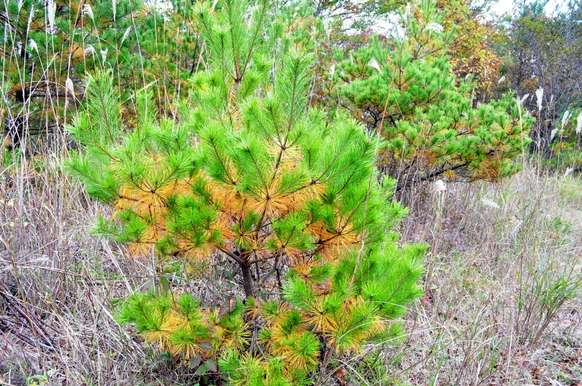 八方湖の紅葉を独り占め_a0011690_11393557.jpg