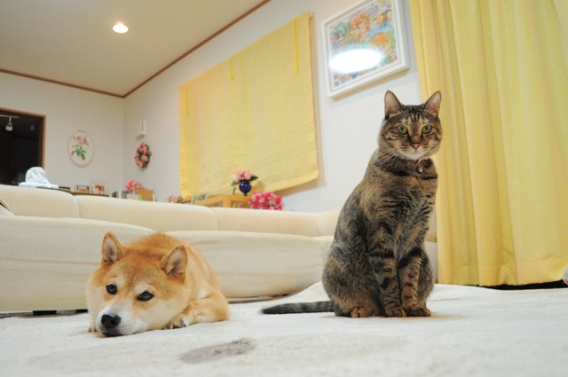 お出迎え_a0126590_22181140.jpg