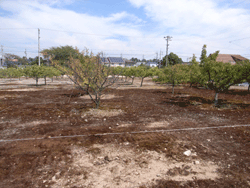 c0220592_2011667.gif