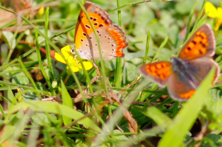 d0133693_7264810.jpg