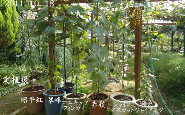 ぶどう挿し木苗６種、育成鉢から大鉢へ移植、行灯仕立てへ_d0122497_195058.jpg