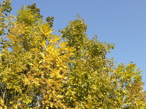 c0090198_3533471.jpg