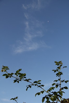 a0123003_10242081.jpg