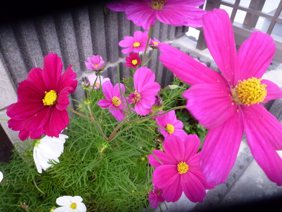 c0097309_918129.jpg
