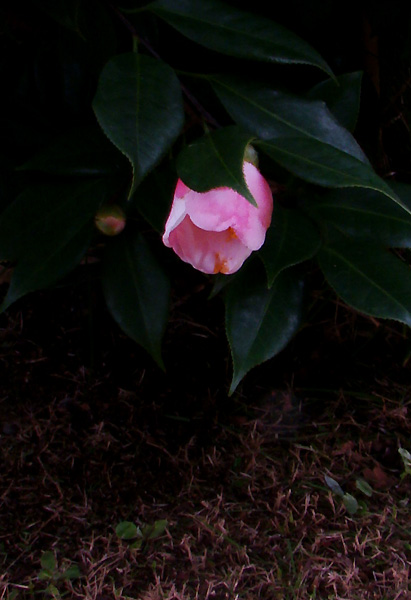 e0034012_1102868.jpg