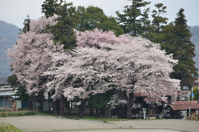 わに塚のサクラ_a0189915_13471367.jpg