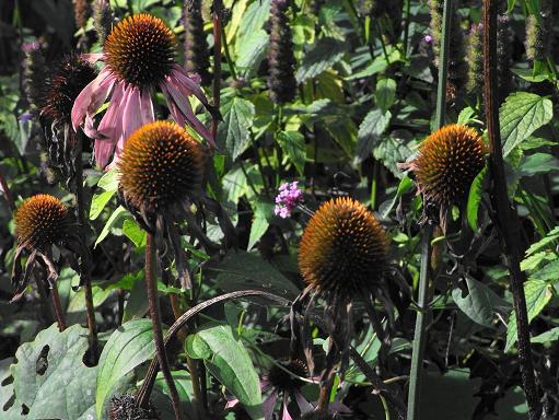 エキナセアは怒ったハリネズミ チルターンの風に吹かれてーイギリスの小さな村の小さな庭からー