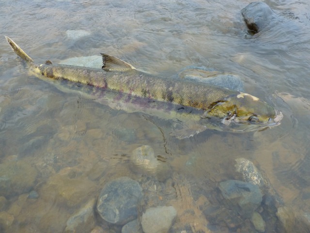 魚野川　秋の使者きたる！_d0205917_4175258.jpg