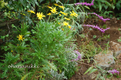 植え替え＊花壇＊_f0217217_16121659.jpg