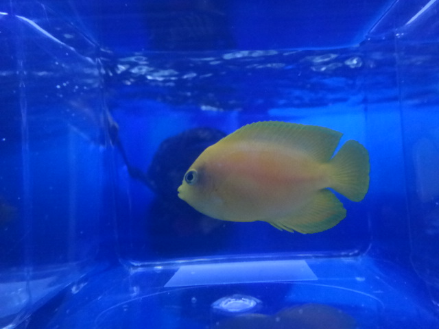 海水魚・水草・淡水魚_f0189122_12524214.jpg