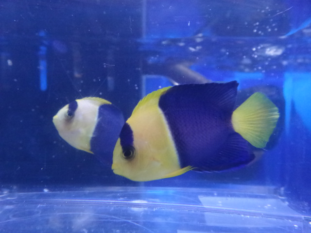 海水魚・水草・淡水魚_f0189122_12532939.jpg