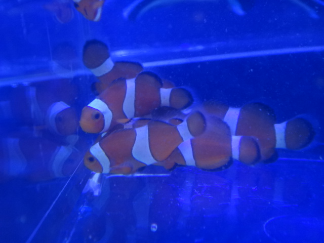 海水魚・水草・淡水魚_f0189122_12542613.jpg