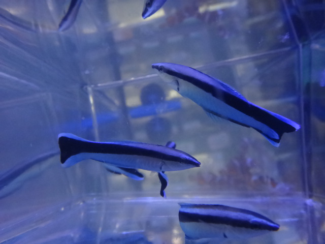 海水魚・水草・淡水魚_f0189122_12552058.jpg