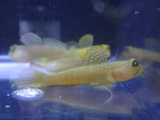 海水魚・水草・淡水魚_f0189122_12563432.jpg