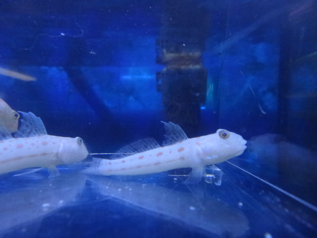 海水魚・水草・淡水魚_f0189122_12575272.jpg