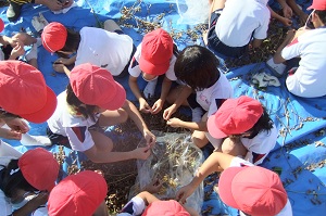 南中山小学校の子供たちと大豆の収穫☆_e0061225_1723717.jpg