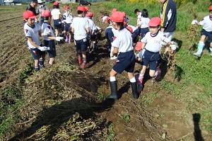 南中山小学校の子供たちと大豆の収穫☆_e0061225_1794884.jpg