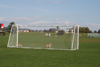 e0077528_22342740.jpg