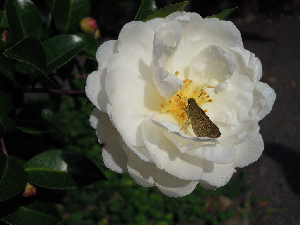 e0081334_11453.jpg