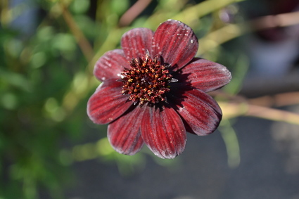 前橋敷島公園ばら園・秋バラフェスタ2011_e0228938_171406.jpg