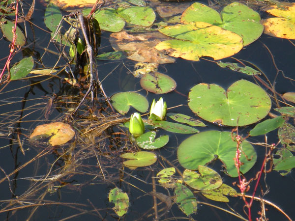 c0047341_7144825.jpg