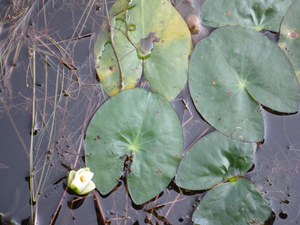 c0047341_714818.jpg