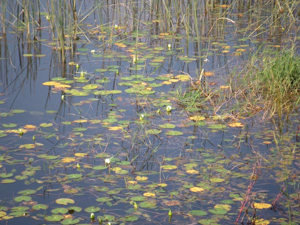 c0047341_7153878.jpg