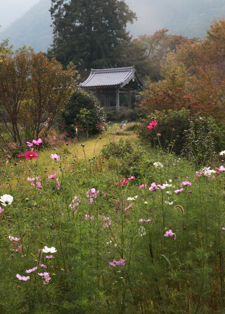 御所市　橋本院　コスモス　秋明菊_c0108146_22164676.jpg