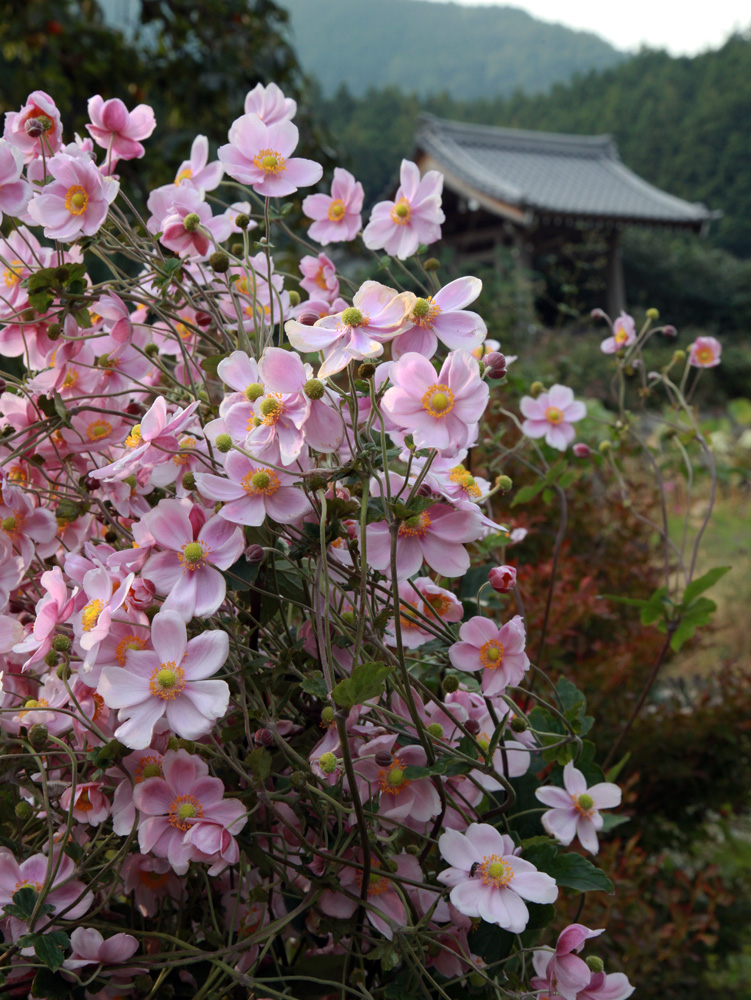 御所市　橋本院　コスモス　秋明菊_c0108146_22165770.jpg