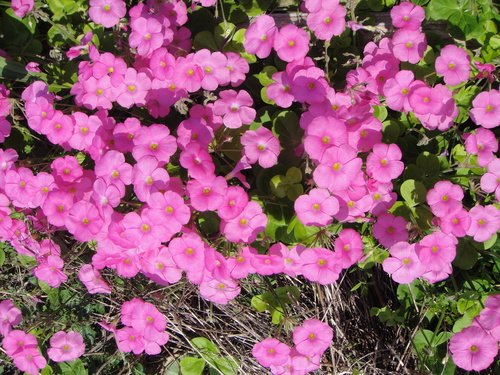 c0108460_18115783.jpg