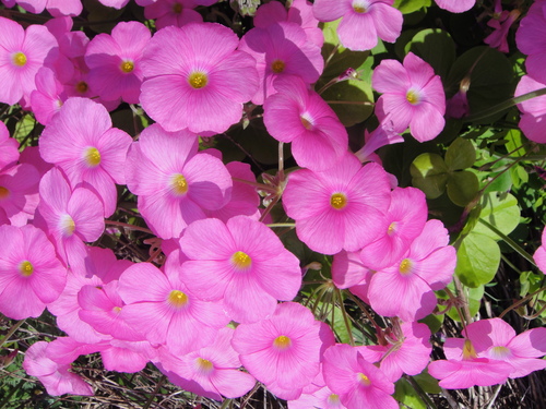 c0108460_18122082.jpg