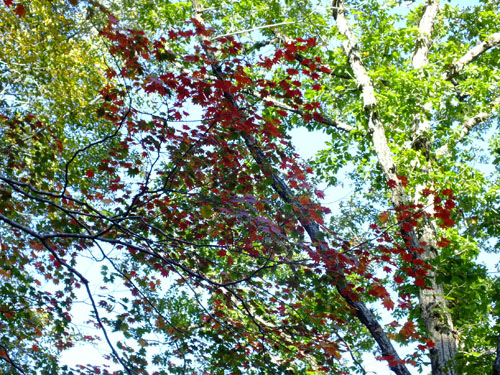 b0173886_11583946.jpg