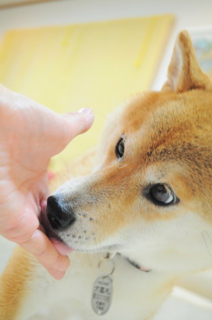 かぼちゃんの気持ち_a0126590_22201357.jpg