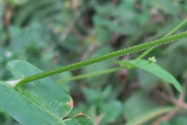 e0070891_21223155.jpg