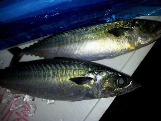 黄金アジ!_f0157910_1254297.jpg