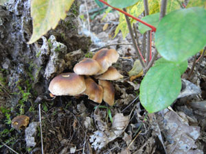 f0043911_17243320.jpg