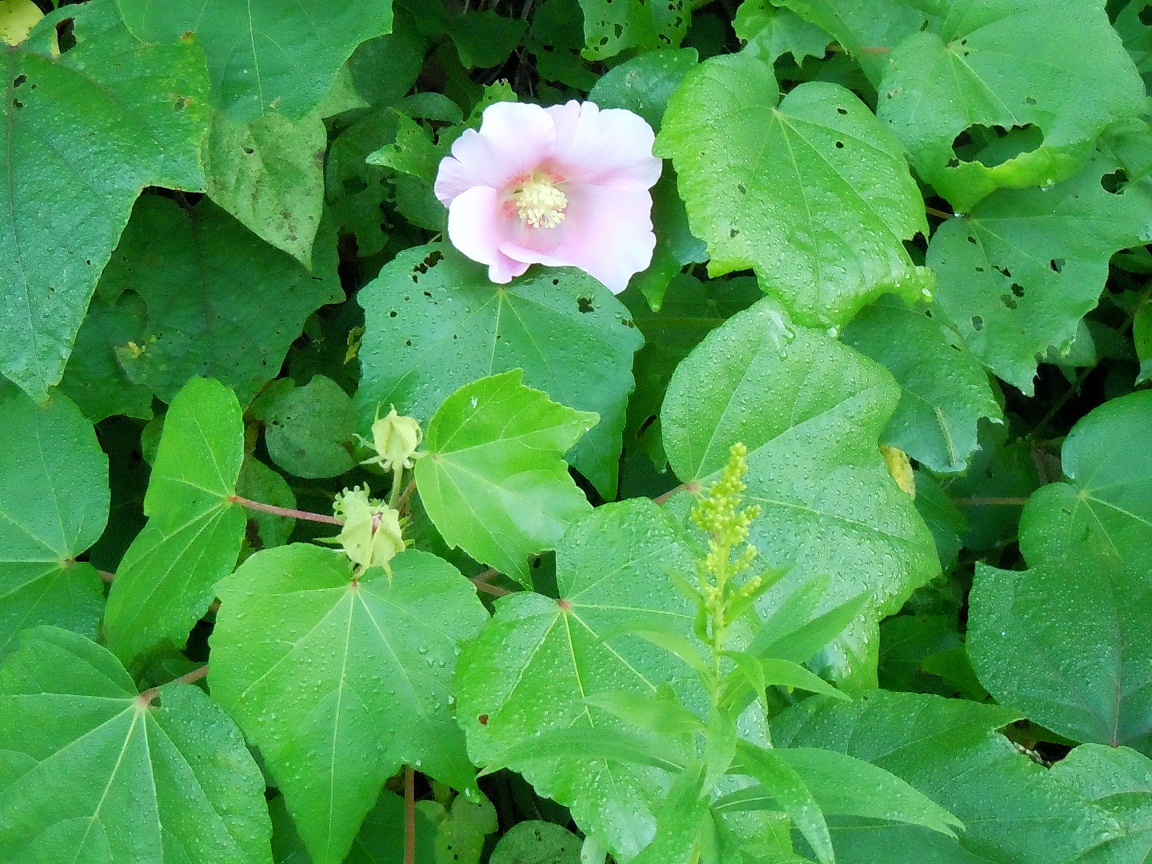 野生の芙蓉の花 椿壽菴だより 野生の芙蓉の花 椿壽菴だより