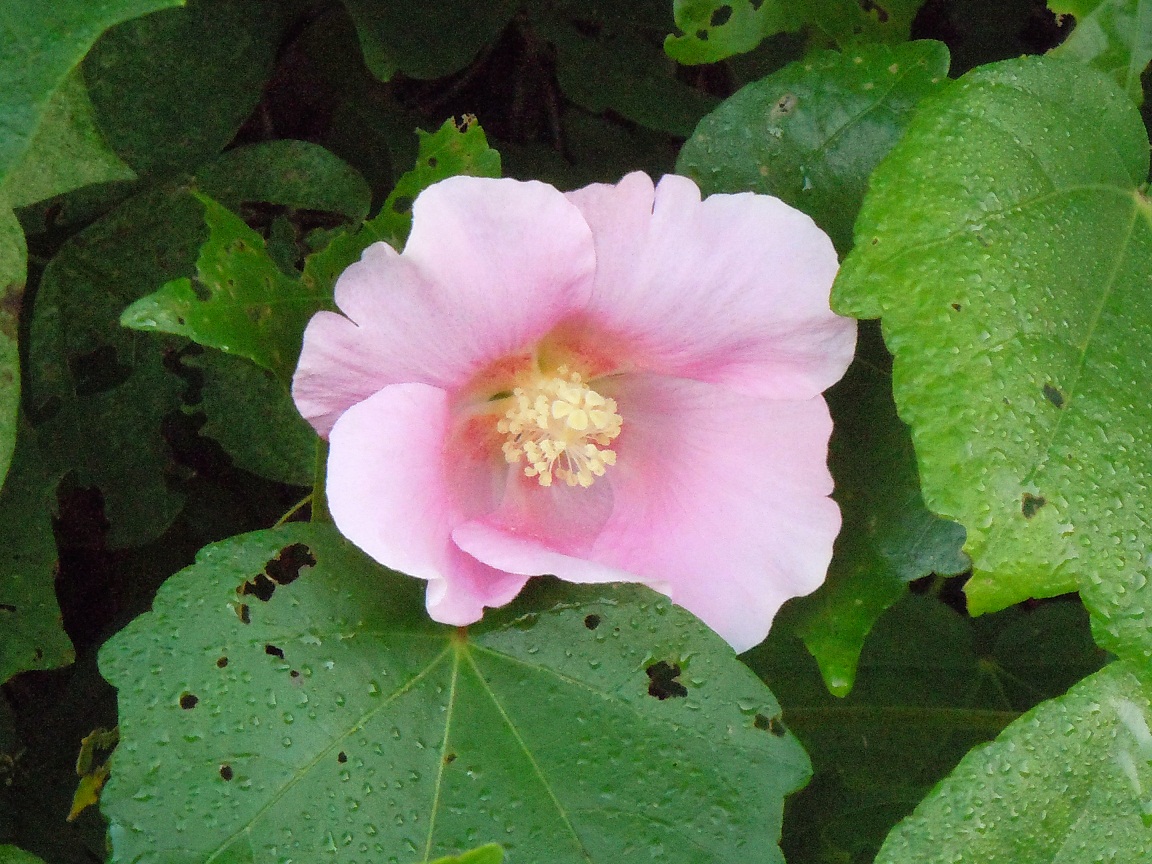 野生の芙蓉の花 椿壽菴だより 野生の芙蓉の花 椿壽菴だより