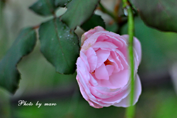 雨の薔薇庭♪♪_e0160417_11152476.jpg