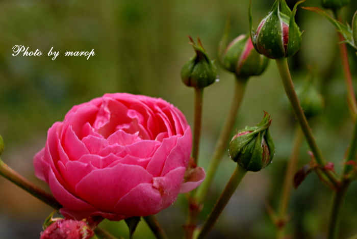 雨の薔薇庭♪♪_e0160417_1153978.jpg