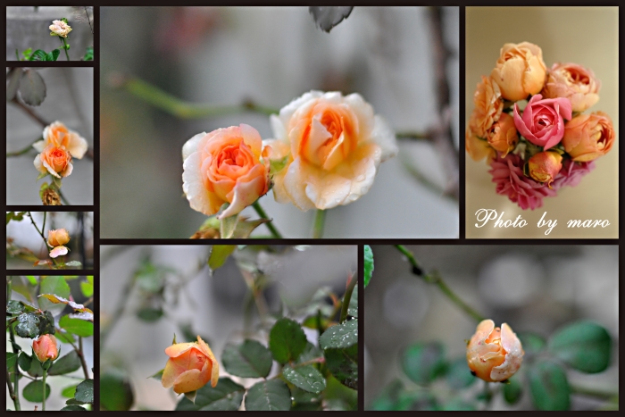 雨の薔薇庭♪♪_e0160417_1171960.jpg